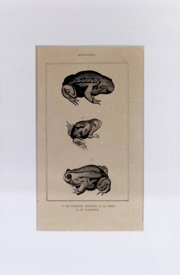 Ranas. Anfibios: Le Crapaud Commun, Le Vert y Le Calamite – Grabado de 1842 | 30 x 20 cm