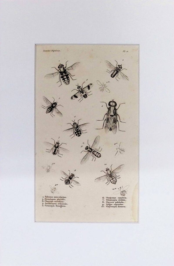 Insectos Dípteros – Tabanus, Stratiomys, Chrysops y otras moscas | Diccionario Pintoresco de Historia Natural (1842) – 30x20 cm