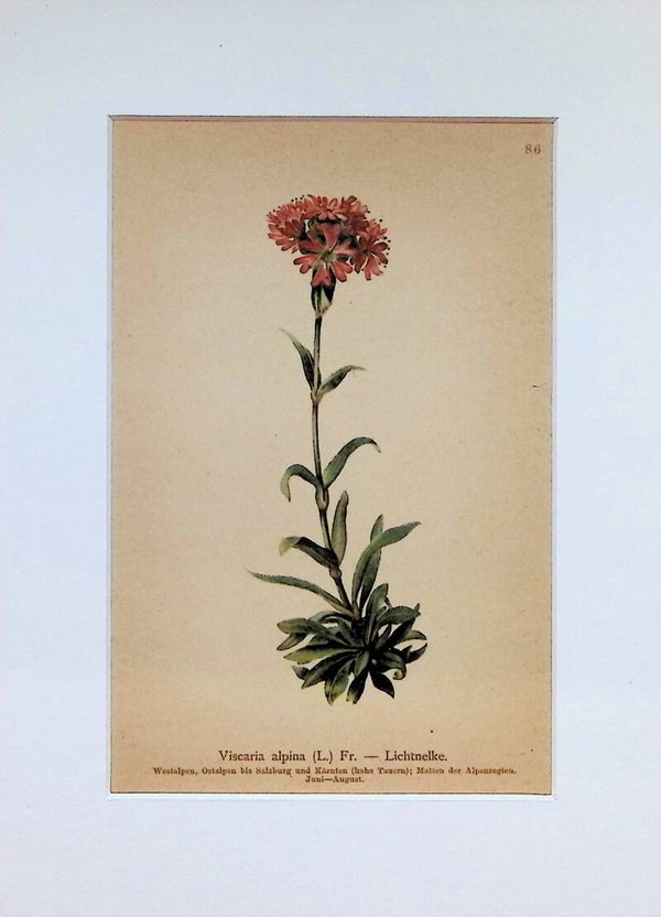 Viscaria alpina (L.) Fr. — Lichtnelke. — Atlas der Alpen-Flora, 1897. Botánica.