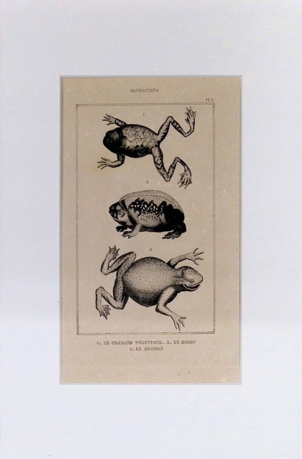 Ranas. Anfibios: Le Crapaud Pustuleux, Le Bossu y Le Marbré – Grabado de 1842 | 30 x 20 cm