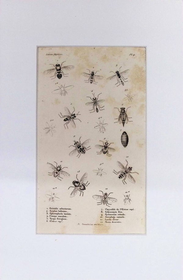 Insectos Dípteros – Eristalis, Syrphus, Oestrus, Musca y otros dípteros | Diccionario Pintoresco de Historia Natural (1842) – 30x20 cm