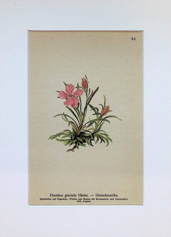 Dianthus glacialis Hänke. - Gletschernelke - Atlas der Alpen-Flora, 1897. Botánica.