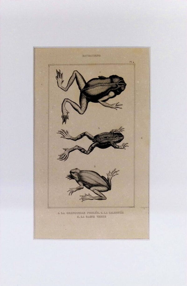 Ranas. Anfibios: La Grenouille Perlée, La Calonnée y La Rainette Verte – Grabado de 1842 | 30 x 20 cm