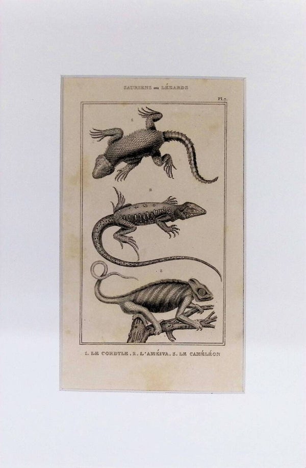 Saurios o Lagartos – Le Cordyle, L’Améiva y Le Caméléon | Diccionario Pintoresco de Historia Natural (1842) – 30x20 cm