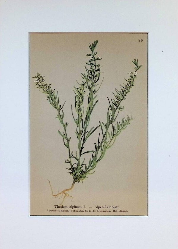 Thesium alpinum L. - Alpen-Leinblatt - Atlas der Alpen-Flora, 1897. Botánica.
