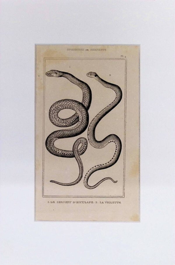Serpientes: Le Serpent d'Esculape y La Violette – Grabado de 1842 | 30 x 20 cm