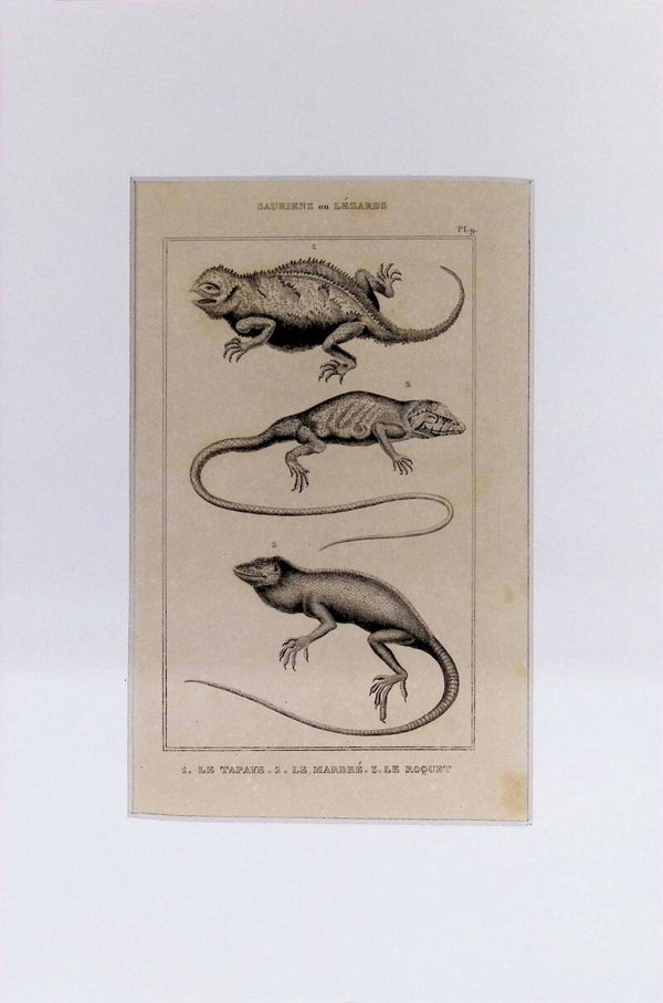 Saurios o Lagartos – Le Tapaye, Le Marbré y Le Roquet | Diccionario Pintoresco de Historia Natural (1842) – 30x20 cm