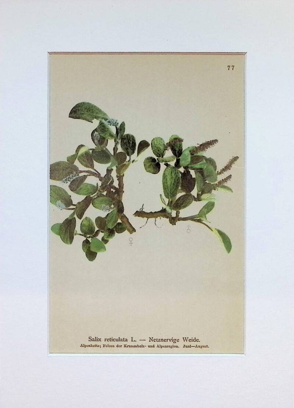 Salix reticulata L. - Netznervige Weide - Atlas der Alpen-Flora, 1897. Botánica.