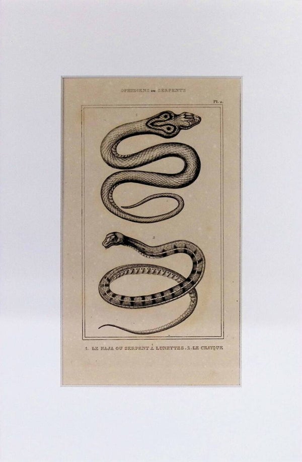 Serpientes: Le Naja ou Serpent à Lunettes y Le Chayque – Grabado de 1842 | 30 x 20 cm