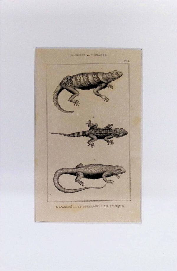 Saurios o Lagartos – L’Azuré, Le Stellion y Le Scinque | Diccionario Pintoresco de Historia Natural (1842) – 30x20 cm