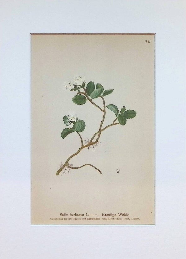 Salix herbacea L. - Krautige Weide - Atlas der Alpen-Flora, 1897. Botánica.