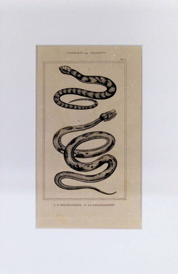 Serpientes: L'Hocmachate y La Brasilienne – Grabado de 1842 | 30 x 20 cm