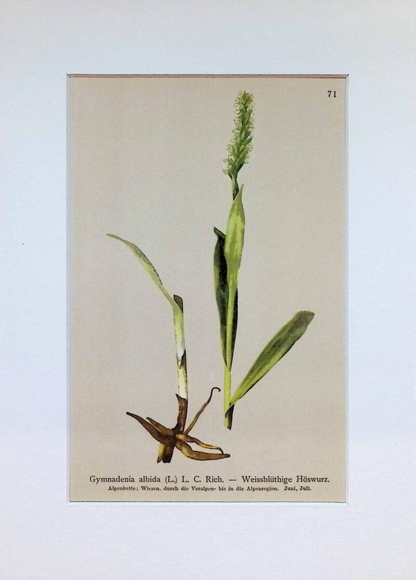 Gymnadenia albida (L.) L. C. Rich. - Weissblüthige Höswurz - Atlas der Alpen-Flora, 1897. Botánica.