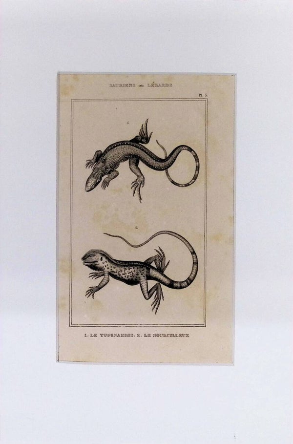 Saurios o Lagartos – Le Tupinambis y Le Sourcilleux | Diccionario Pintoresco de Historia Natural (1842) – 30x20 cm