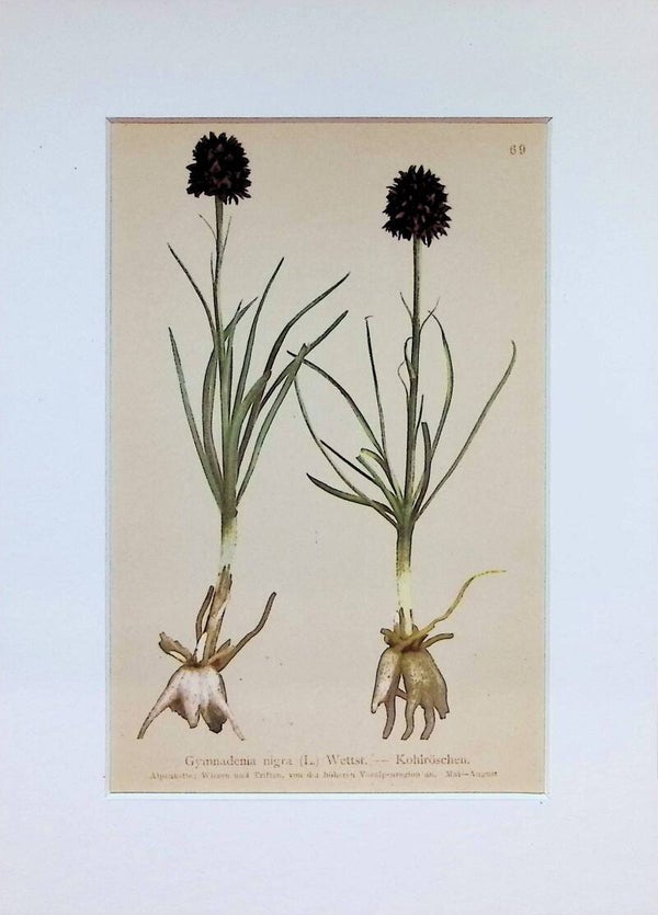 Gymnadenia nigra (L.) Wettst. — Kohlröschen — Atlas der Alpen-Flora, 1897. Botánica.