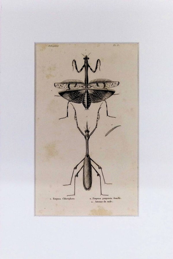 Insectos Ortópteros – Empusa Chlorophana y Empusa paupera ta hembra | Diccionario Pintoresco de Historia Natural (1842) – 30x20 cm