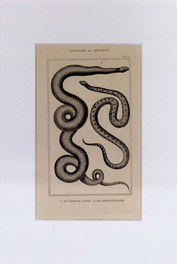 Serpientes: Le Triple Rang y Le Rétículaire – Grabado de 1842 | 30 x 20 cm