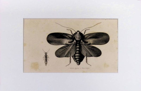 Insectos – Forficula gigantea (Tijereta gigante) y Blatta insignis (Cucaracha insignia) | Diccionario Pintoresco de Historia Natural (1842) – 30x20 cm