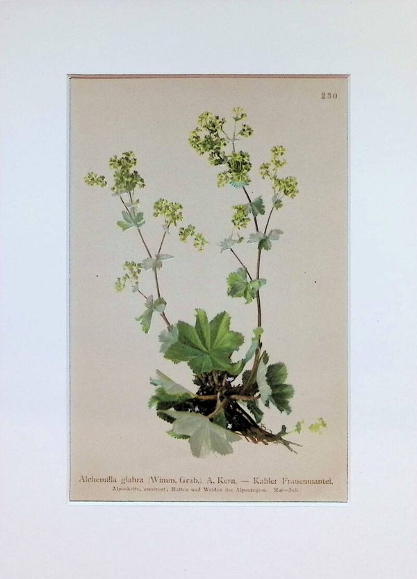 Alchemilla glabra (Wimm. Grab.) A. Kern. — Kahler Frauenmantel — Atlas der Alpen-Flora, 1897. Botánica.