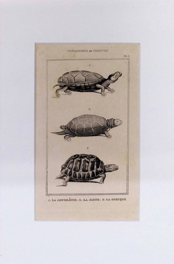 Tortugas: La Rougetâtre, La Jaune y La Grecque – Grabado de 1842 | 30 x 20 cm