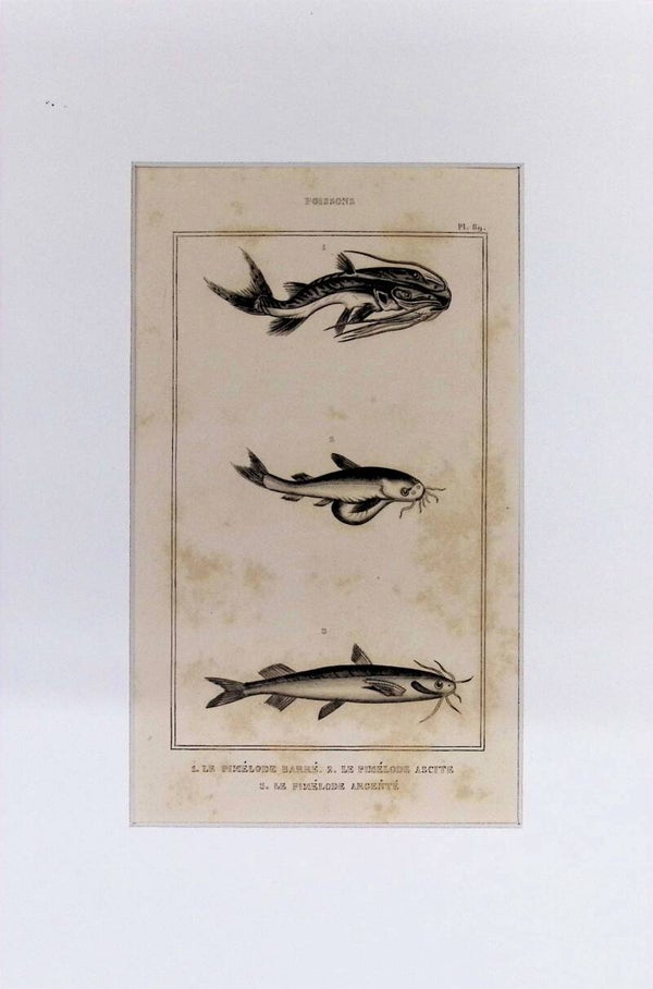 Grabado original del Diccionario Pintoresco de Historia Natural (1842). Esta plancha muestra tres especies de peces pimélodos (siluros de agua dulce): 1. Le Pimélode Barré (Pimélodo barrado) 2. Le Pimélode Ascite (Pimélodo ascita) 3. Le Pimélode Argenté (
