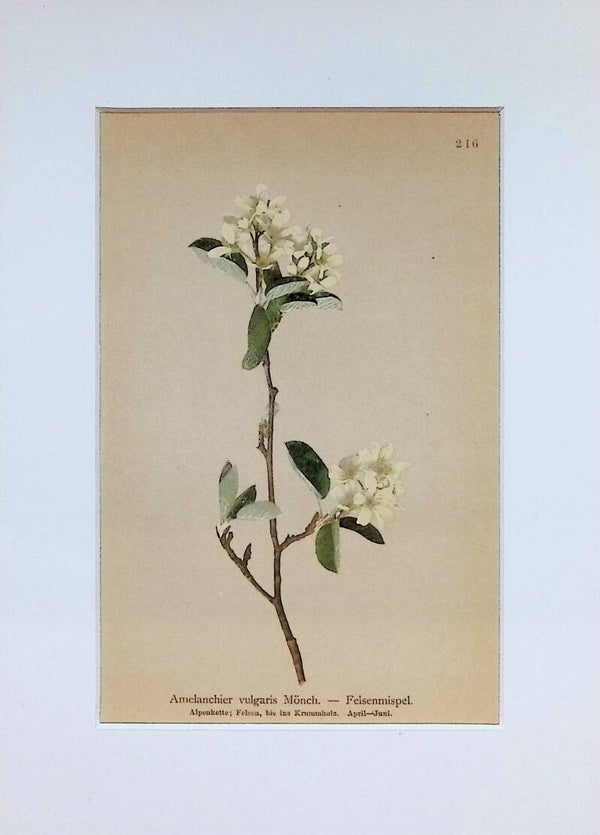 Amelanchier vulgaris Mönch. — Felsenmispel — Atlas der Alpen-Flora, 1897. Botánica.