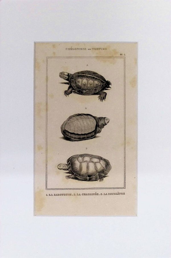 Tortugas: La Baboteuse, La Chagrinée y La Roussâtre – Grabado de 1842 | 30 x 20 cm