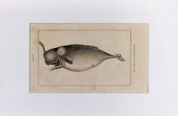 Cetáceos – Le Cachalot Macrocéphale (Cachalote o Ballena Esperma) | Diccionario Pintoresco de Historia Natural (1842) – 30x20 cm