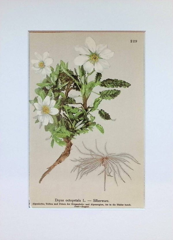 Dryas octopetala L. — Silberwurz — Atlas der Alpen-Flora, 1897. Botánica.