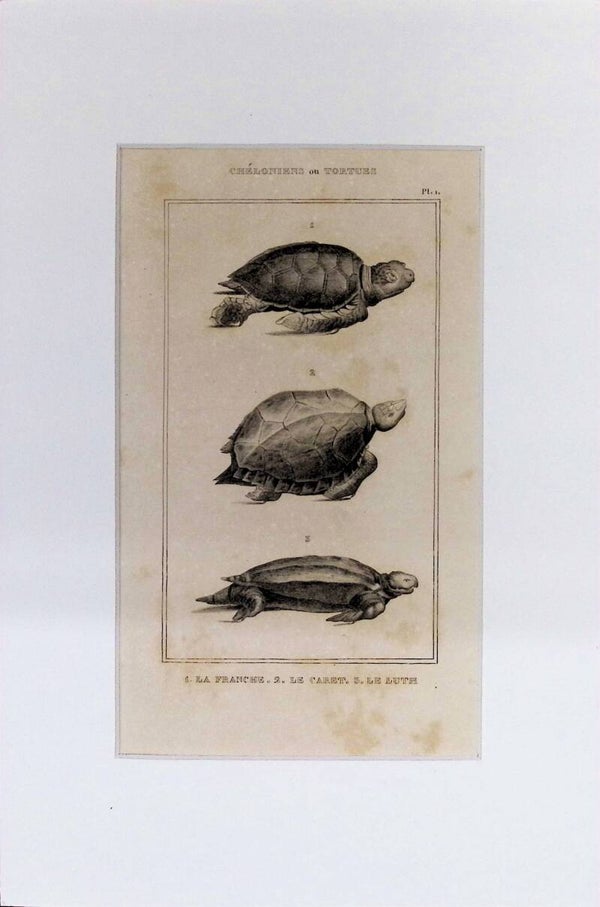 Tortugas: La Franche, Le Caret y Le Luth – Grabado de 1842 | 30 x 20 cm