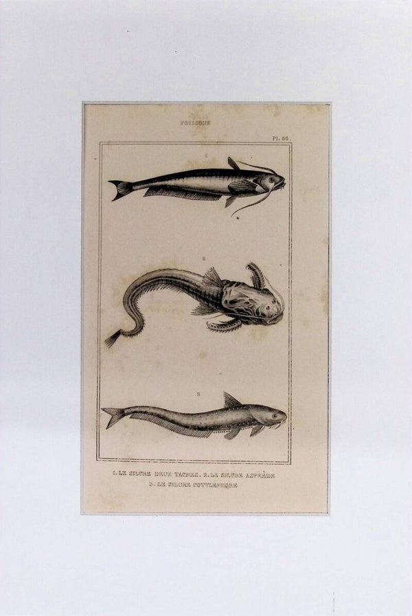 Peces – Le Silure Deux Taches, Le Silure Aspérule y Le Silure Cottléphore | Diccionario Pintoresco de Historia Natural (1842) – 30x20 cm