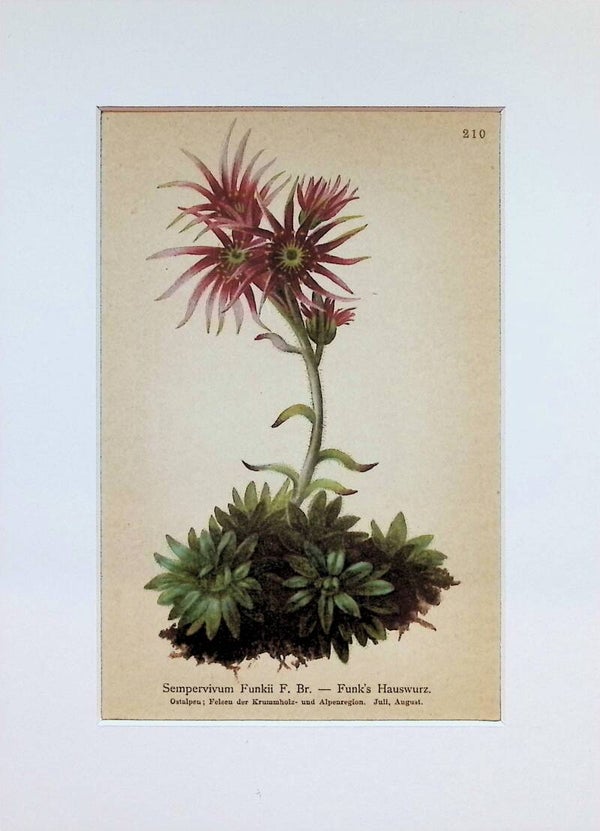 Sempervivum Funkii F. Br. — Funk's Hauswurz — Atlas der Alpen-Flora, 1897. Botánica.