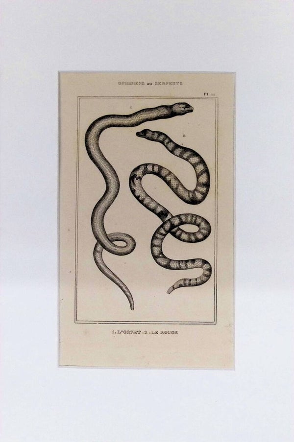 Serpientes: L'Orvet y Le Rouge – Grabado de 1842 | 30 x 20 cm