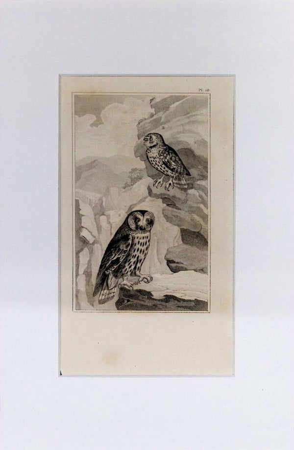 Aves – Búhos | Diccionario Pintoresco de Historia Natural (1842) – 30x20 cm