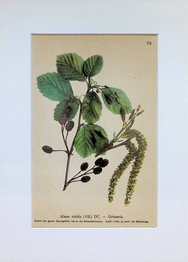 Alnus viridis (Vill.) DC. — Grünerle — Atlas der Alpen-Flora, 1897. Botánica.