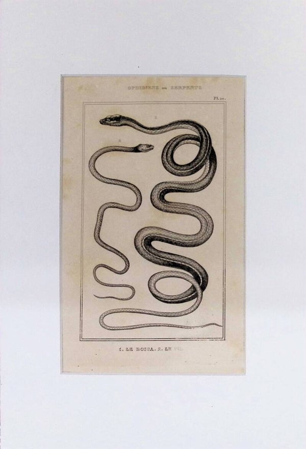 Serpientes: Le Boiga y Le Fil – Grabado de 1842 | 30 x 20 cm