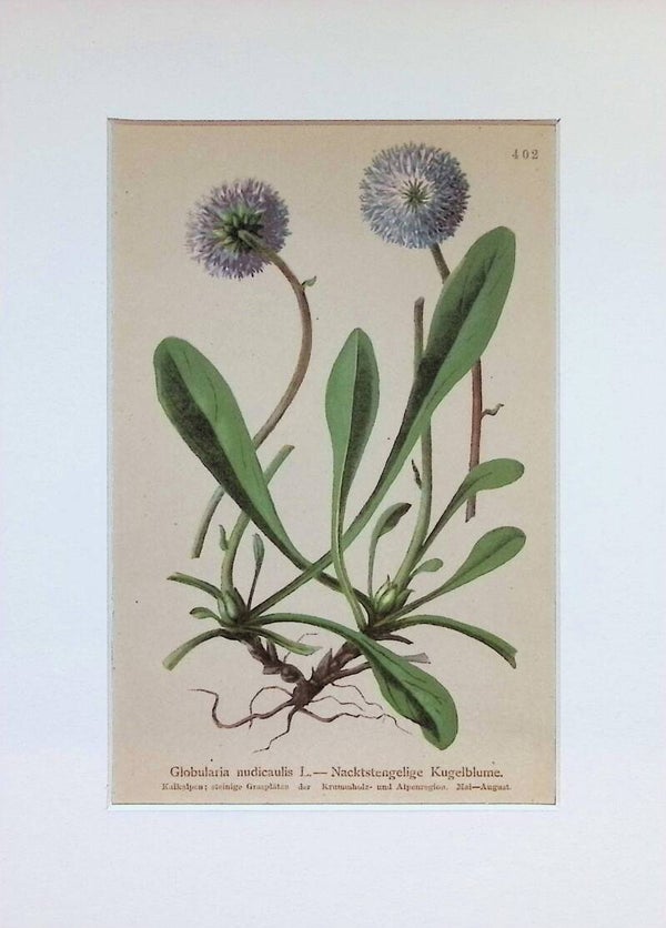 Globularia nudicaulis L. — Nacktstengelige Kugelblume — Atlas der Alpen-Flora, 1897. Botánica.