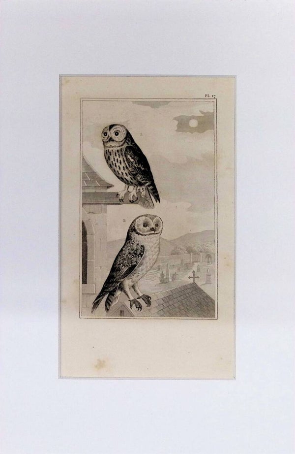 Aves – Búhos | Diccionario Pintoresco de Historia Natural (1842) – 30x20 cm