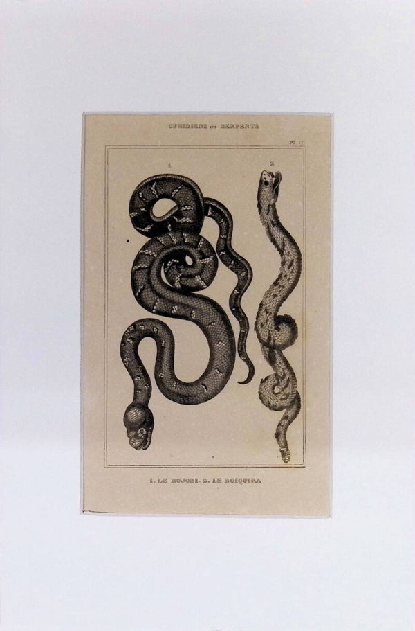 Serpientes: Le Bojobi y Le Boiquira – Grabado de 1842 | 30 x 20 cm