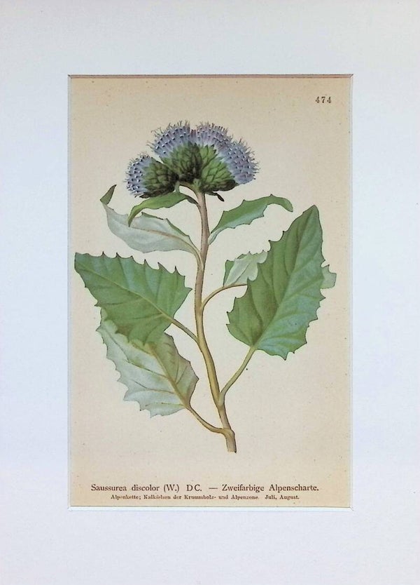 Saussurea discolor (W.) DC. — Zweifarbige Alpenscharte — Atlas der Alpen-Flora, 1897. Botánica.
