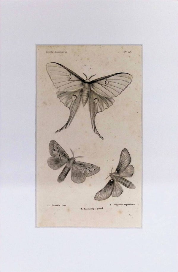 Mariposas – Saturnia luna (Mariposa Luna), Meqasoma repandum y Lasiusampa pruni | Diccionario Pintoresco de Historia Natural (1842) – 30x20 cm Descripción: