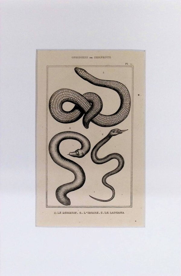 Serpientes: Le Lombric, L'Ibiare y Le Langaha – Grabado de 1842 | 30 x 20 cm