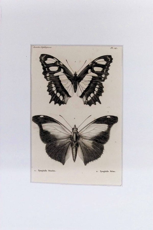 Mariposas – Nymphalis Stenesles y Nymphalis Orion | Diccionario Pintoresco de Historia Natural (1842) – 30x20 cm