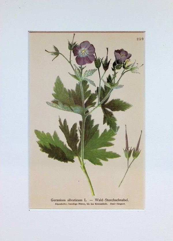 Geranium silvaticum L. — Wald-Storchschnabel — Atlas der Alpen-Flora, 1897. Botánica.