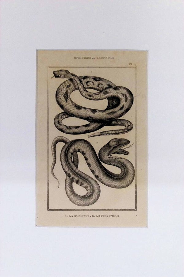 Serpientes: Le Durissus y Le Pincivore – Grabado de 1842 | 30 x 20 cm