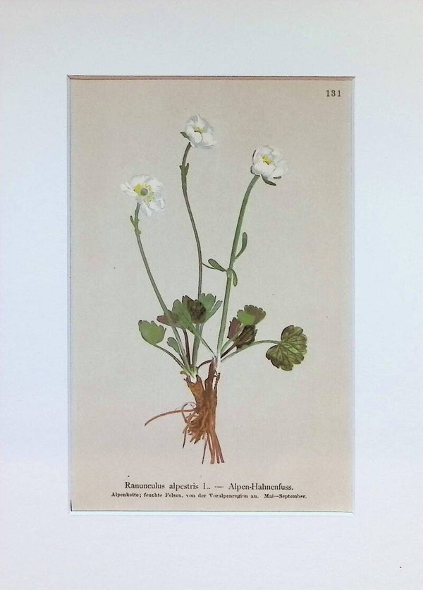Ranunculus alpestris L. — Alpen-Hahnenfuss — Atlas der Alpen-Flora, 1897. Botánica.