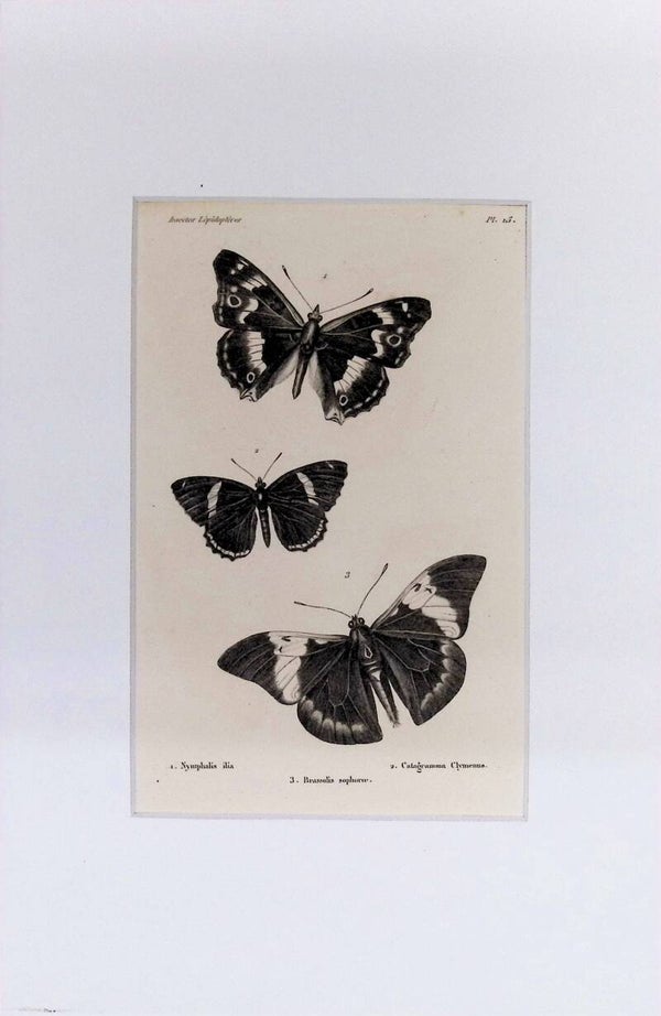 Mariposas – Nymphalis ilia, Catagramma Clymeneus y Brassolis sophorae | Diccionario Pintoresco de Historia Natural (1842) – 30x20 cm