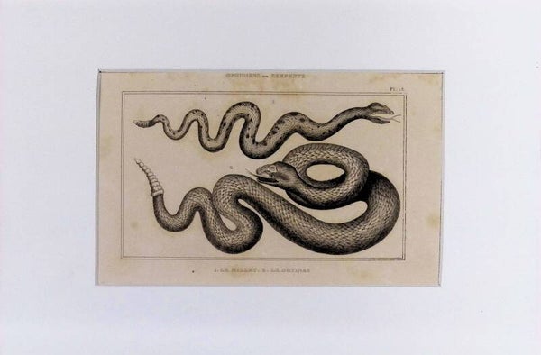 Serpientes: Le Millet y Le Dryinas – Grabado de 1842 | 30 x 20 cm
