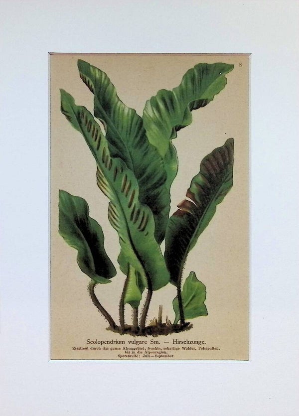 Scolopendrium vulgare Sm. — Hirschzunge — Atlas der Alpen-Flora, 1897. Botánica.