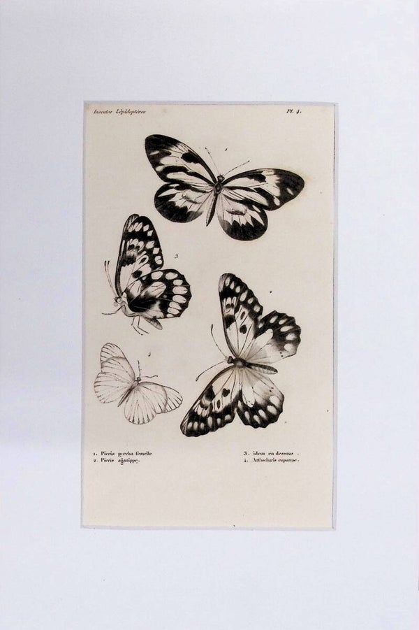 Mariposas – Pieris pyrrha, Pieris aganippe y Anthocharis eupompe | Diccionario Pintoresco de Historia Natural (1842) – 30x20 cm